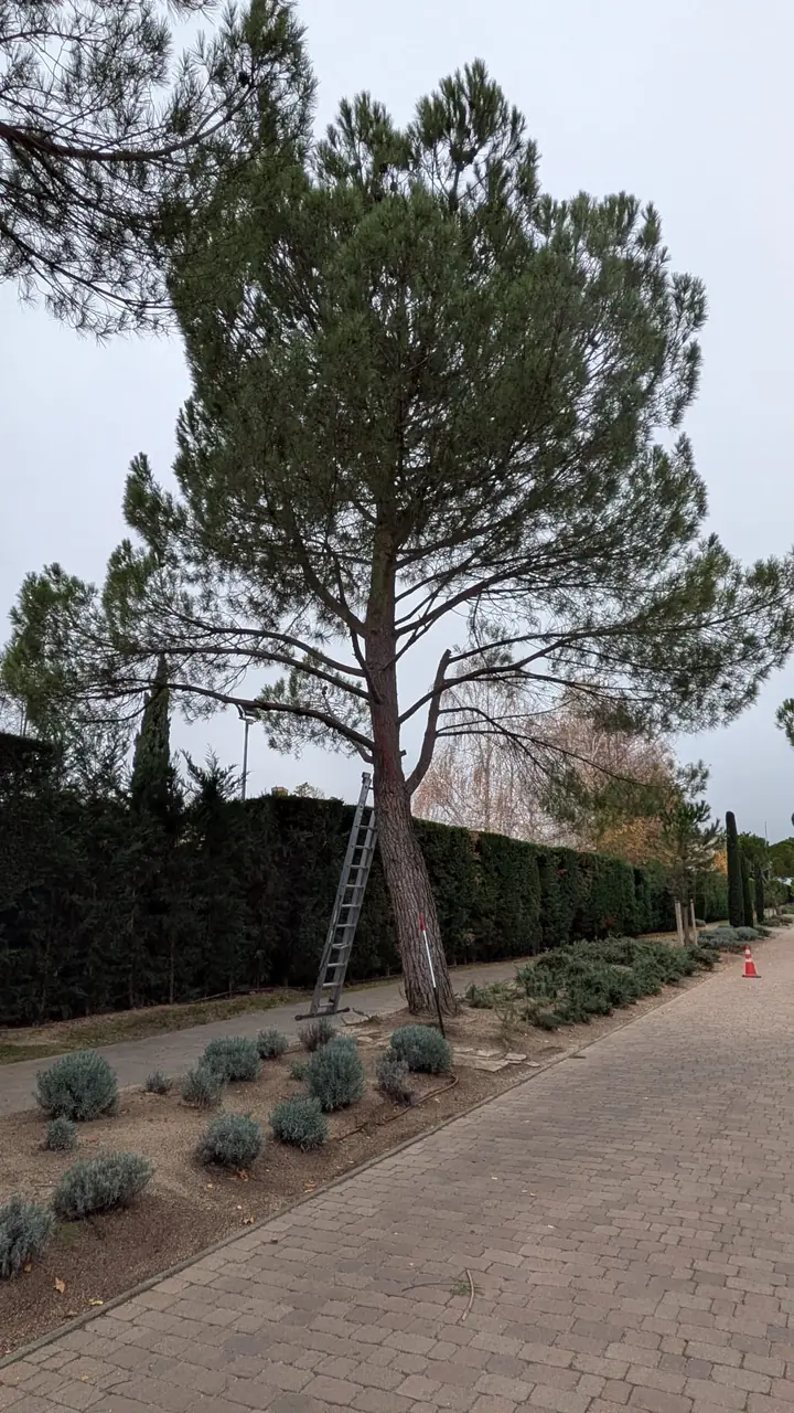 Poda en altura de pino con trepa y arboricultura en Madrid
