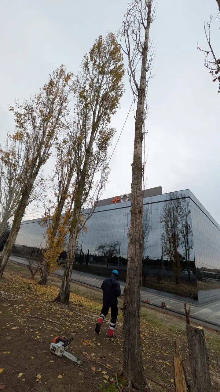 Tala con riesgo de arbol junto a edificio en Madrid